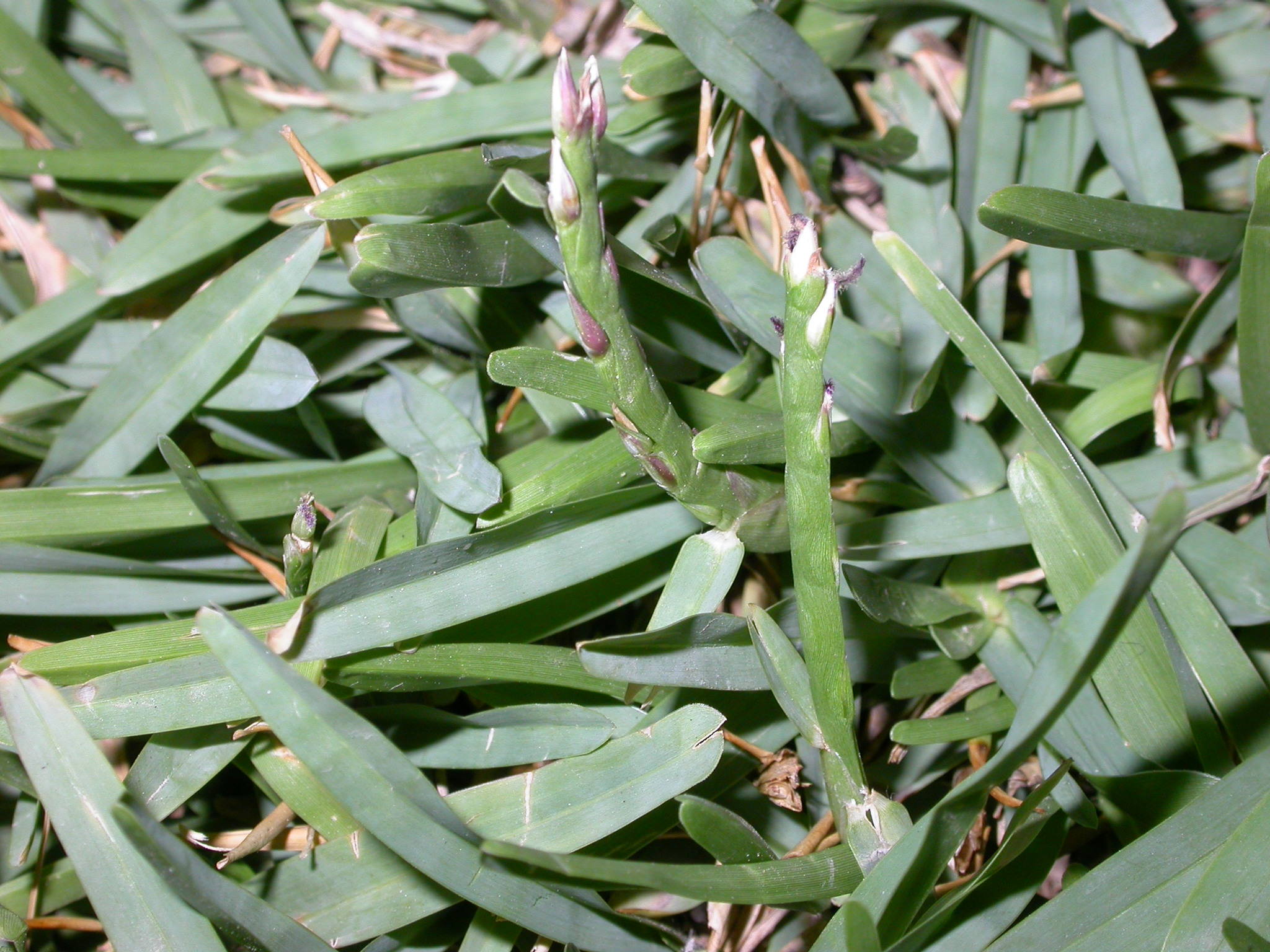 Stenotaphrum secundatum
